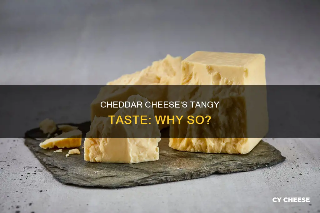 why does cheddar cheese sometimes taste more tangy