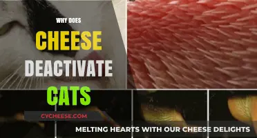 Why Cheese Deactivates Cats: Unraveling the Surprising Feline Reaction