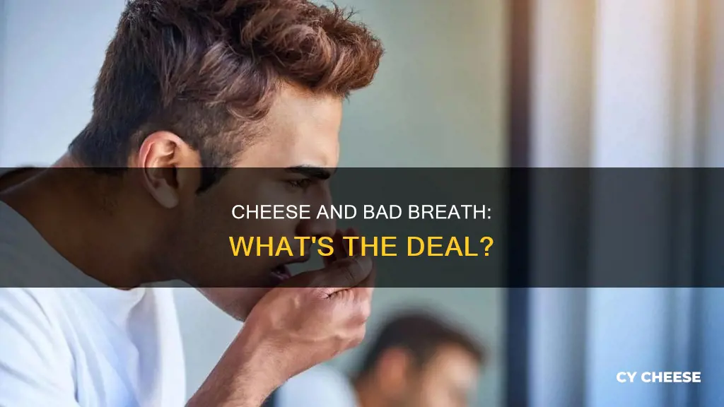 why does cheese give me bad breath