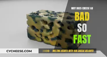 Cheese's Short Life: Why Does it Go Bad So Fast?