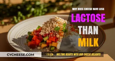 Cheese's Lactose Secret: Why It's Lower Than Milk Explained