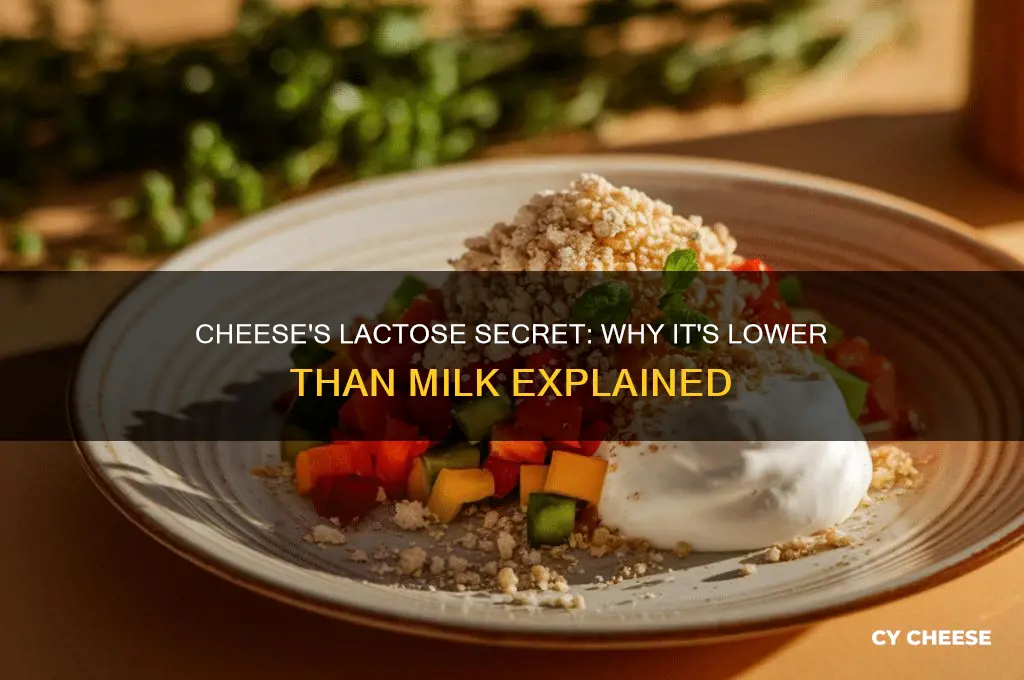 why does cheese have less lactose than milk