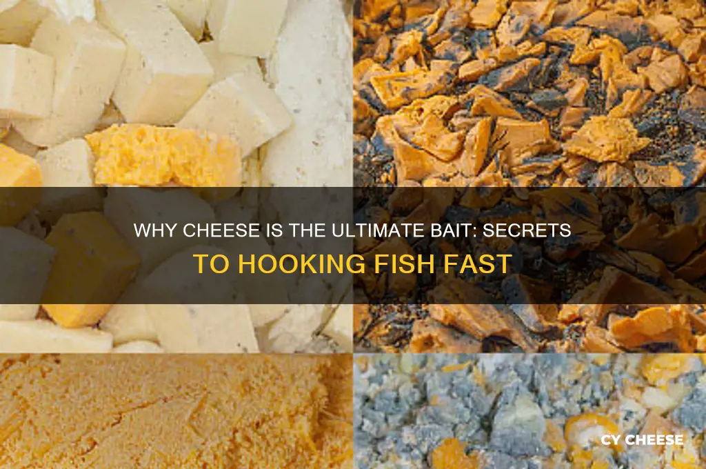 why does cheese make good bait