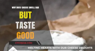 Why Cheese Smells Bad Yet Tastes Amazing: The Science Behind It