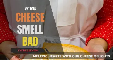 Cheese's Stinky Secret: Why the Smell?
