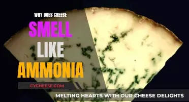 The Mystery of Ammonia-Scented Cheese Explained