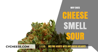 Why Does Cheese Smell Sour? Uncovering the Science Behind the Aroma