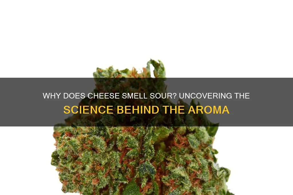 why does cheese smell sour