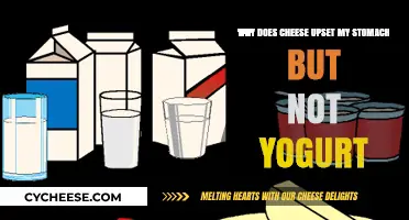Cheese vs. Yogurt: Why One Upsets My Stomach and Not the Other