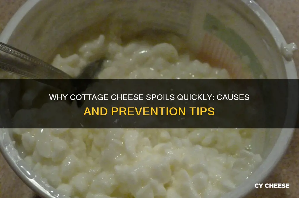 why does cottage cheese spoil so easily