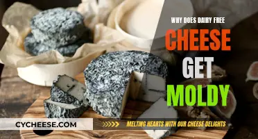 Dairy-Free Cheese: Why Does It Get Moldy?