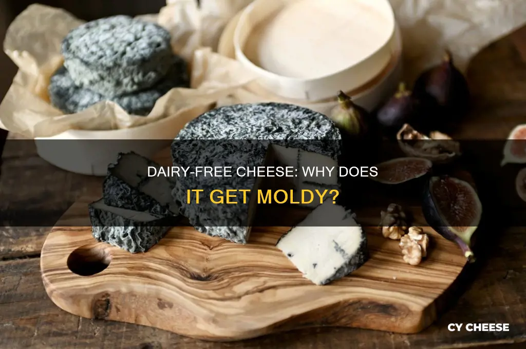 why does dairy free cheese get moldy