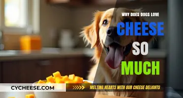 Why Dogs Go Crazy for Cheese: Uncovering Their Cheesy Obsession