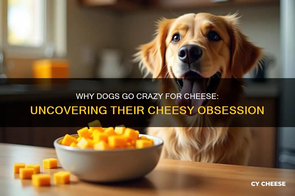 why does dogs love cheese so much
