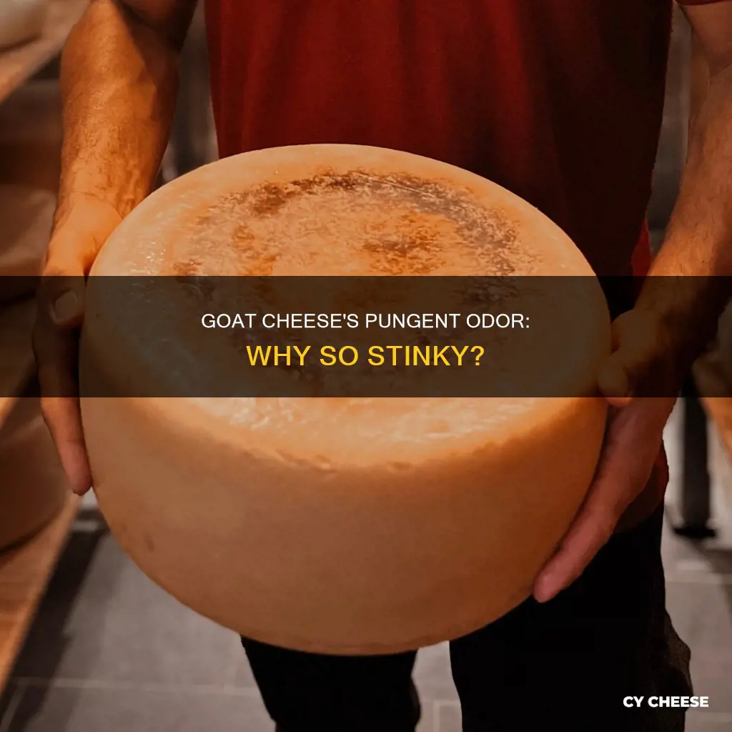 why does goat cheese smell so bad