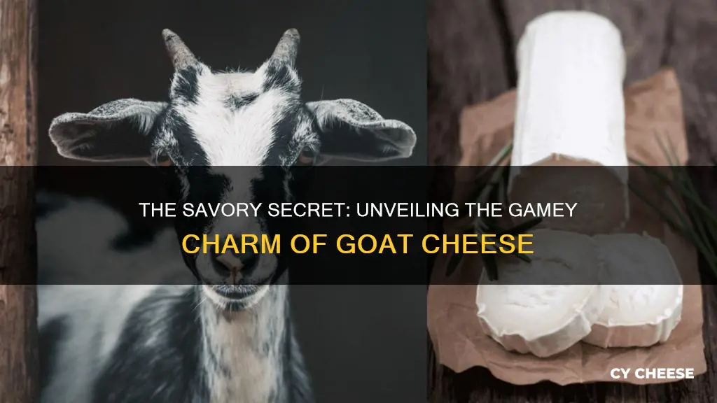 why does goat cheese taste gamey