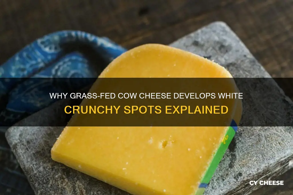 why does grass fed cow cheese have white crunchy spots