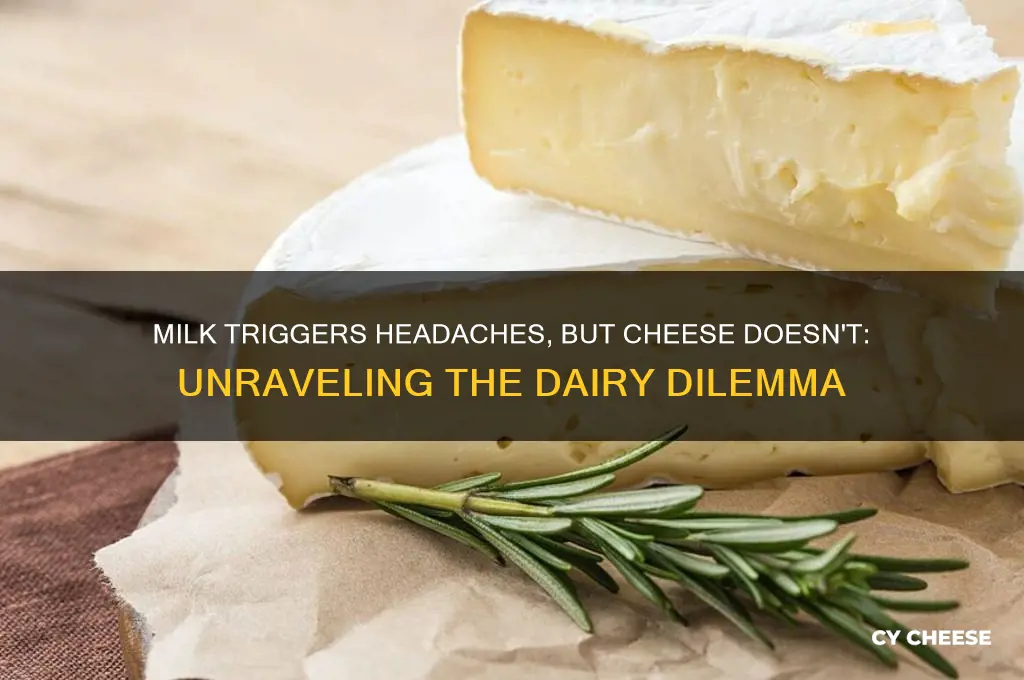 why does milk give me headaches but not cheese