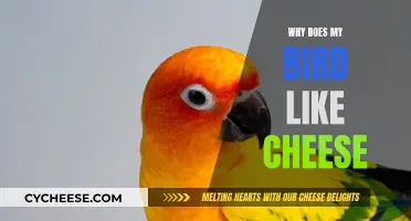 Cheese and Birds: A Tasty Treat or Health Risk?