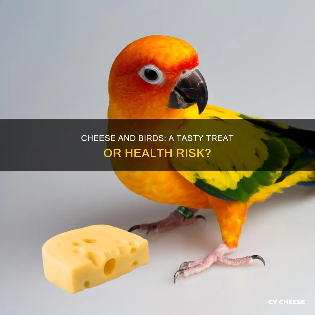 why does my bird like cheese
