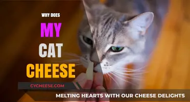 Why Does My Cat Cheese? Understanding Feline Behavior and Health