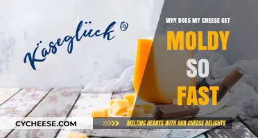 Cheese Mold: Why Does it Grow so Fast?