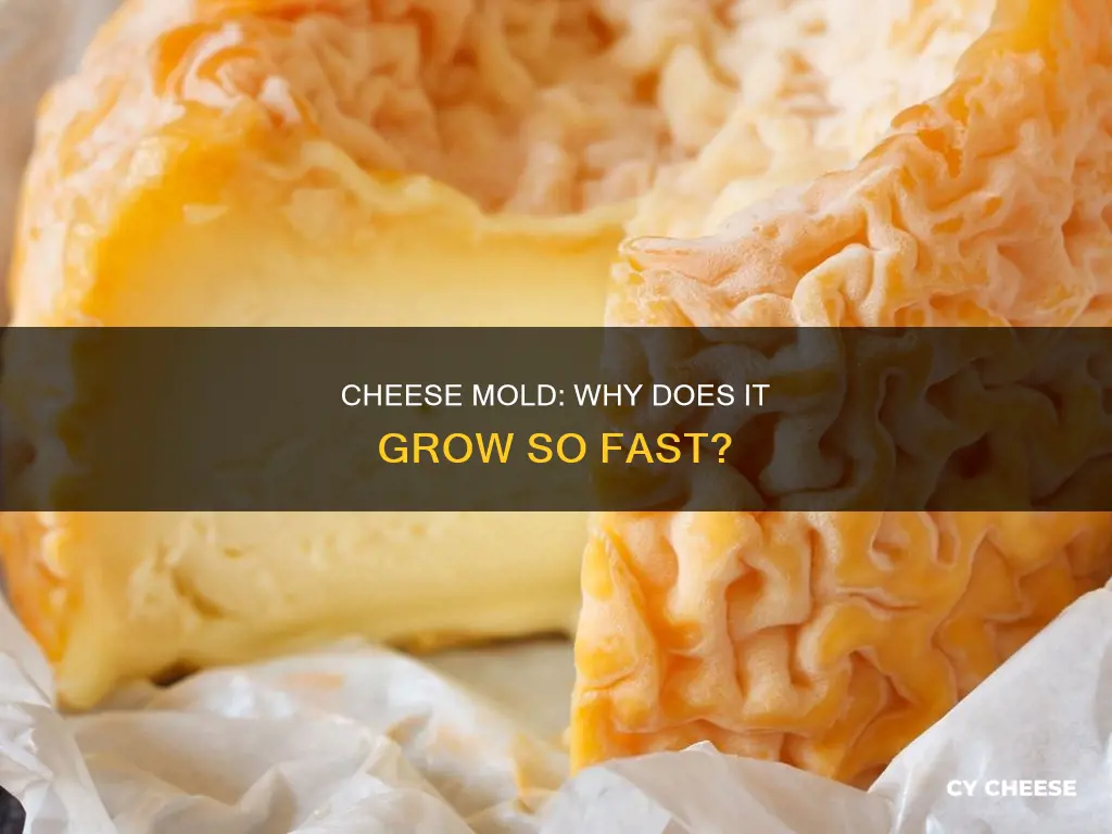 why does my cheese get moldy so fast