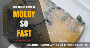Preventing Mold: Why Your Cheese Spoils Quickly and How to Stop It