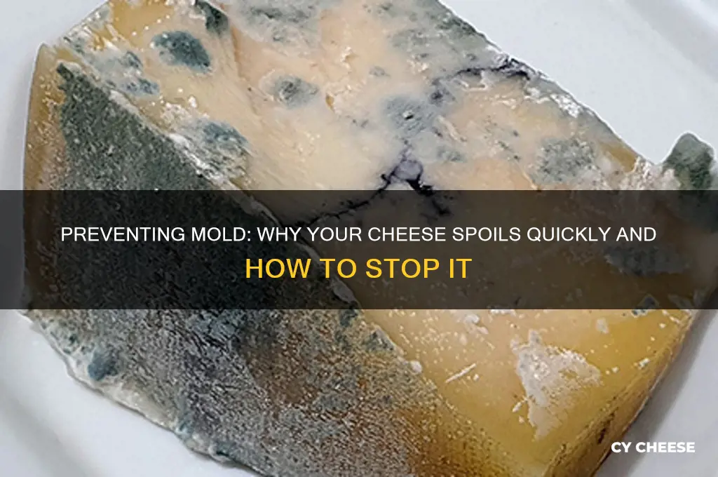 why does my cheese go moldy so fast