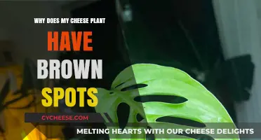 Why Does My Cheese Plant Have Brown Spots? Causes and Solutions