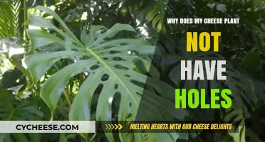 Why Your Cheese Plant Lacks Holes: Uncovering the Mystery