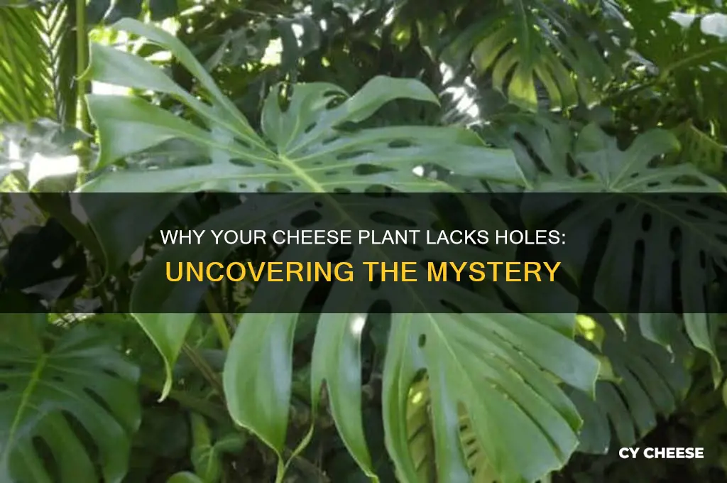 why does my cheese plant not have holes