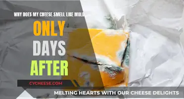 Cheese Mold: Why Does It Grow So Fast?