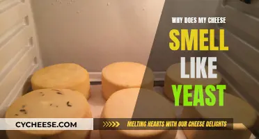 Cheese Odor Mystery: Yeast or Not?