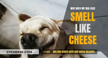 The Mystery of My Dog's Cheesy Face: Explained
