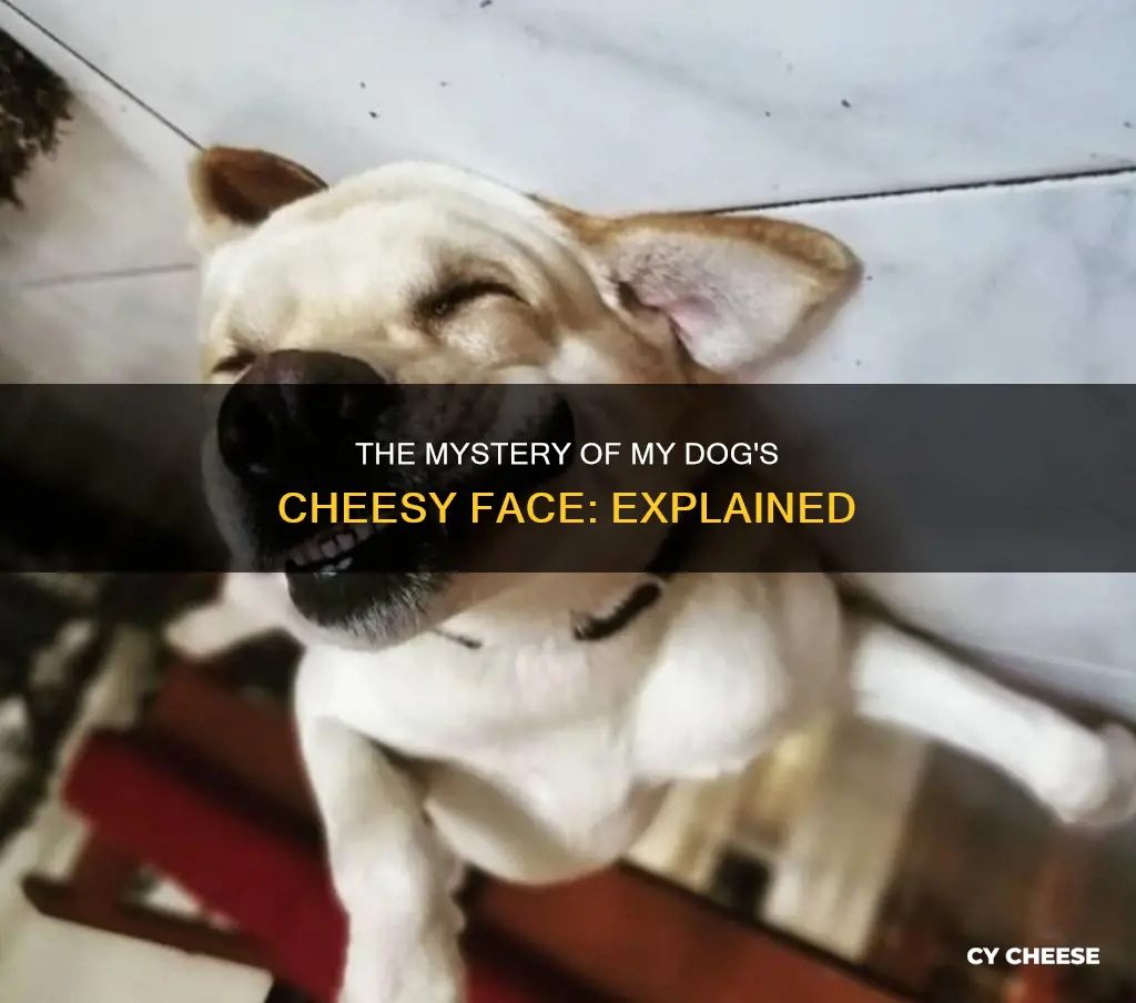 why does my dog face smell like cheese