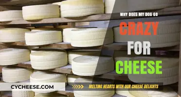 Why Cheese Drives Dogs Wild: Unraveling Their Cheesy Obsession