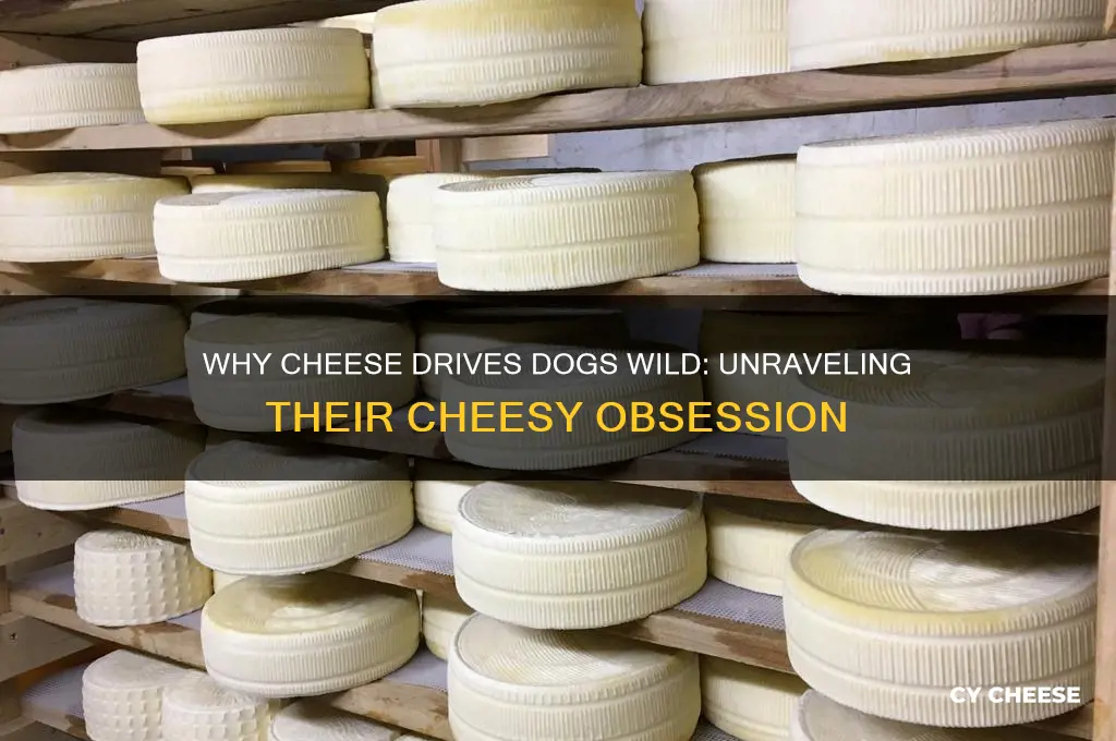 why does my dog go crazy for cheese