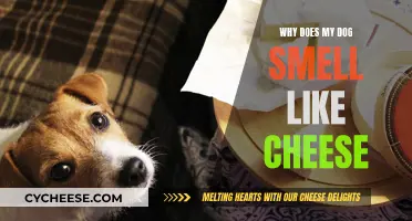 The Mystery of Cheesy Dog Odor: Explained