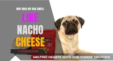 The Mystery of Nacho Cheese-Scented Dogs