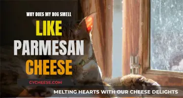 The Parmesan Pooch: Why Does My Dog Smell Cheesy?