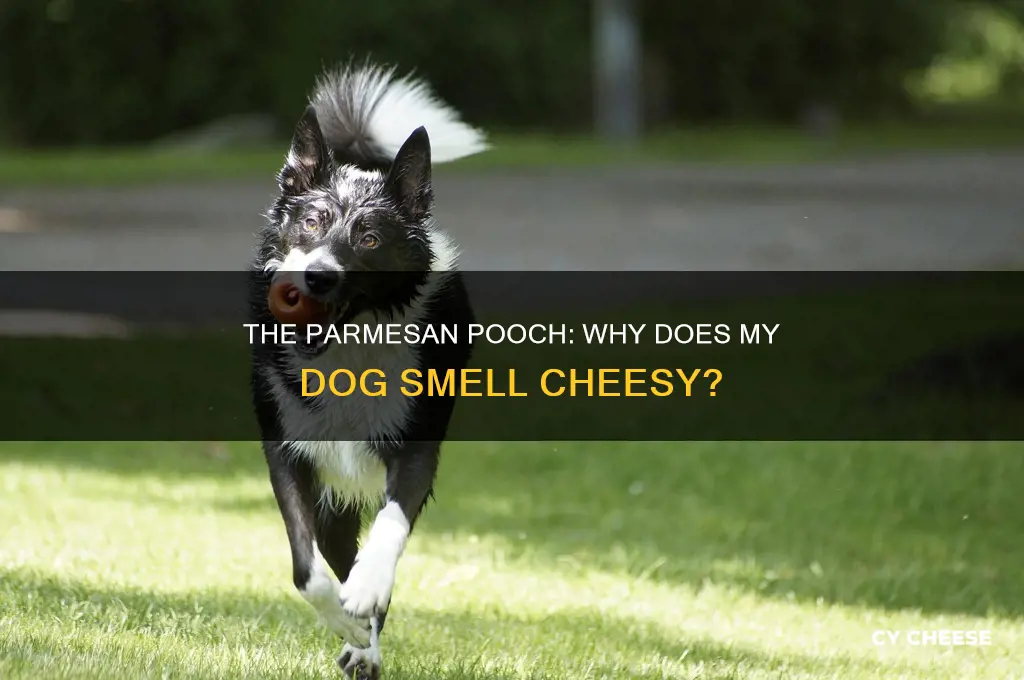 why does my dog smell like parmesan cheese
