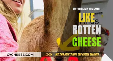 The Mystery of My Dog's Cheesy Odor