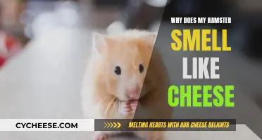 Hamsters Smelling Like Cheese: Why It Happens