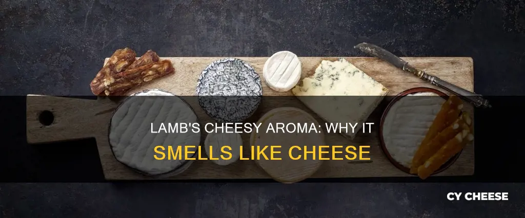 why does my lamb smell like cheese
