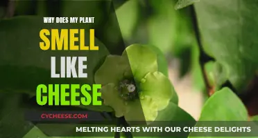 The Mystery of Cheesy-Smelling Houseplants