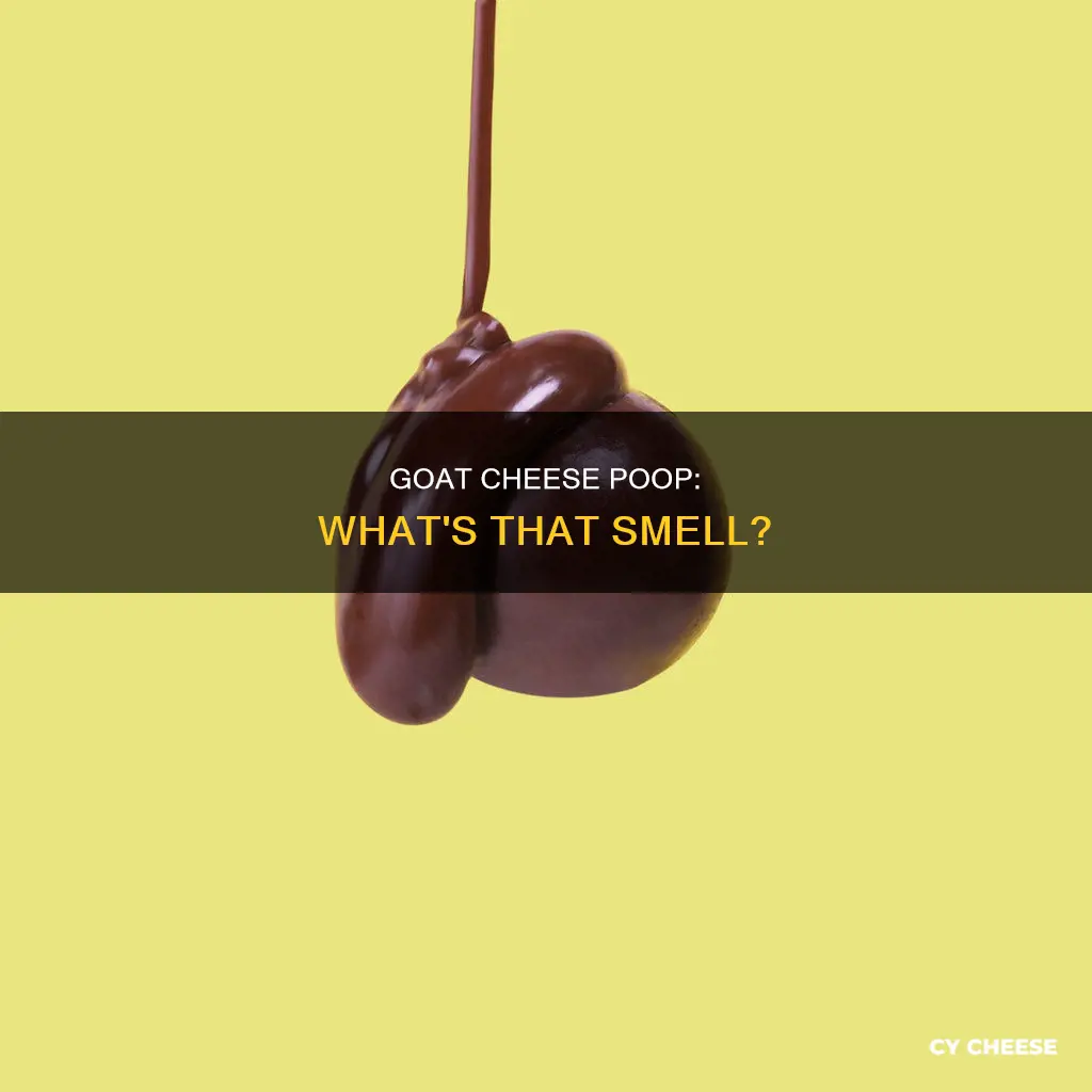 why does my poop smells like goat cheese
