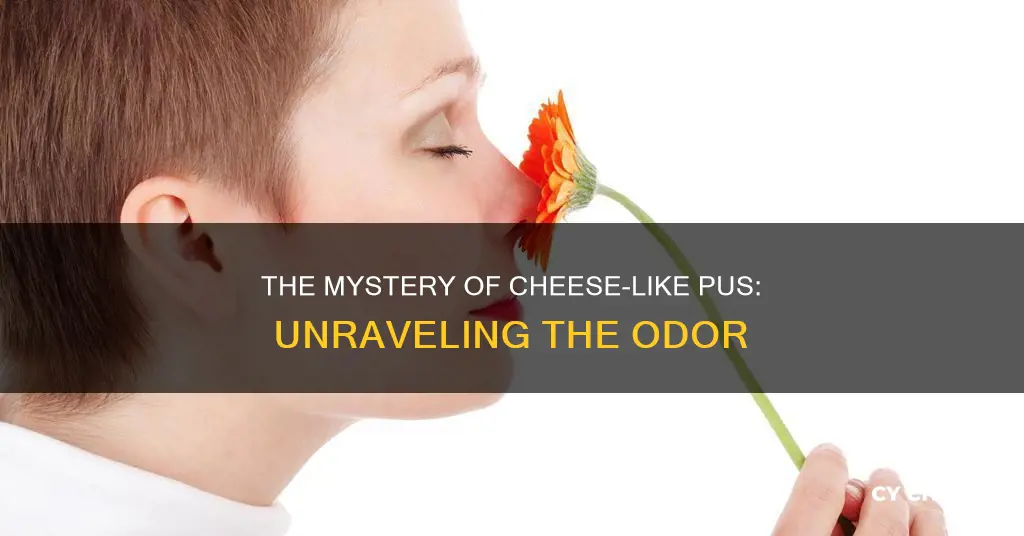 why does my pus smell like cheese