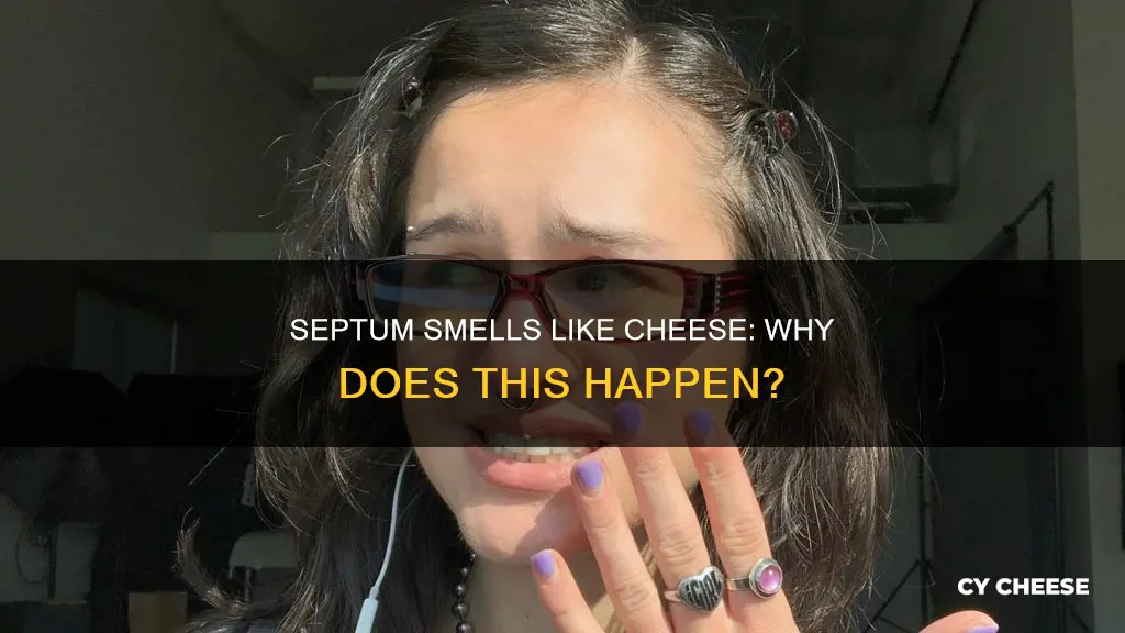 why does my septum smell like cheese