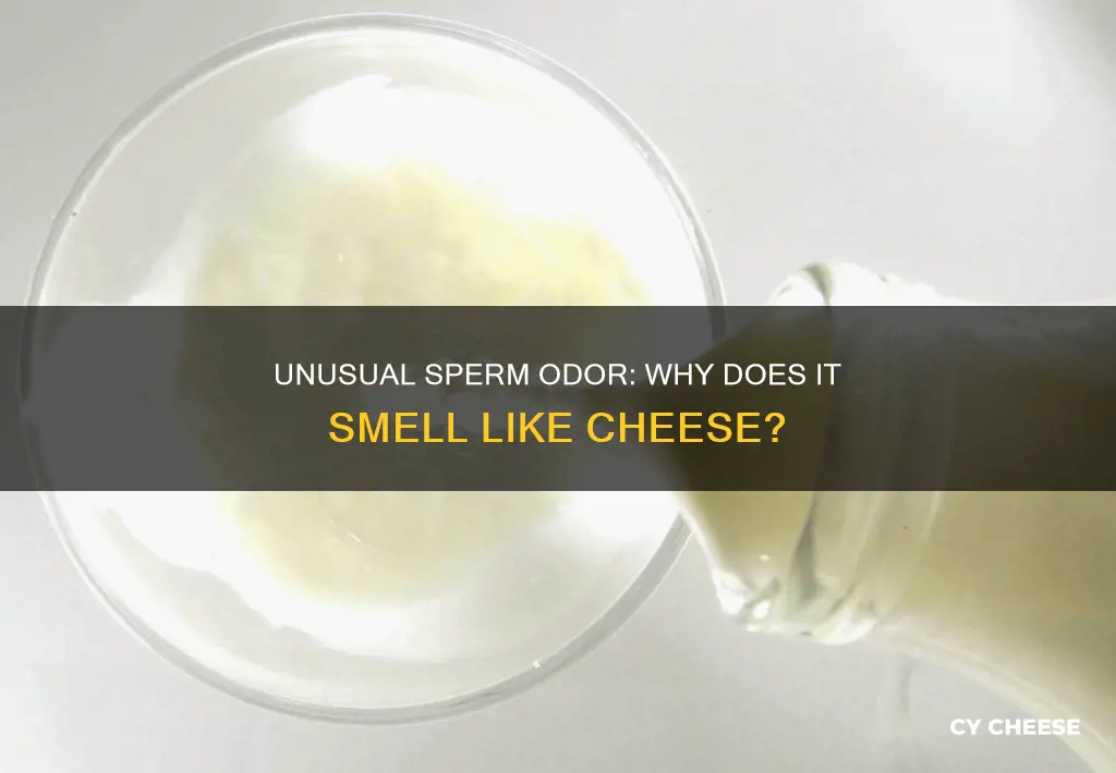 why does my sperm smell like cheese